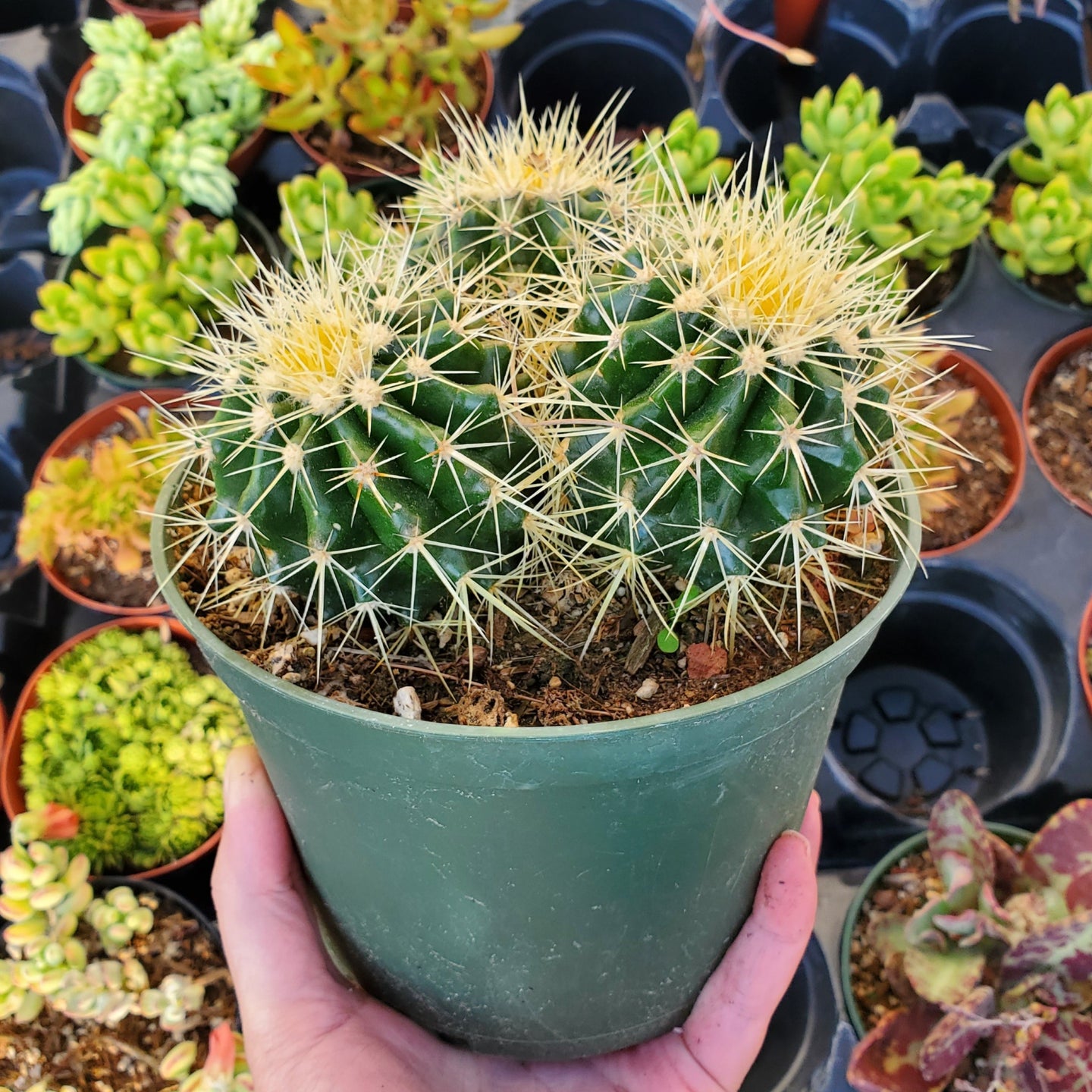 Echinocactus grusonii 'Golden Barrel Cactus' Cluster